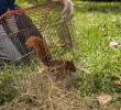 Ardillas y zarigüeyas son algunos de los mamíferos que fueron liberados en la Reserva Natural del Club Campestre El Rodeo. FOTO: Área Metropolitana del Valle de Aburrá