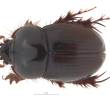 La nueva especie,<i> Aegidinus elbae</i>, fue oficialmente descrita en junio de 2023. FOTO cortesía instituto humboldt.