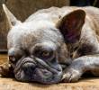 ¡Los perros pueden avergonzarse! Así lo manifiestan