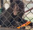 El mono araña, especie en grave riesgo de extinción, es una de las especies que fueron rescatadas o decomisadas e ingresarán al Parque de la Conservación. FOTO: cortesía Área Metropolitana