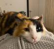 Filomena fue adoptada en medio de la pandemia, murió semanas atrás. Foto: Cortesía