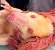 Los especialistas llevaban cinco años sin avistar zarigüeyas de esta especie que carece de pigmentación en el pelo, la piel y los ojos. FOTOS: AMVA