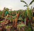 Los fuertes vendavales afectaron entre 1.000 y 1.500 hectáreas de cultivos de banano en la Zona Bananera del Magdalena, perjudicando a más de 250 pequeños productores. FOTO cortesía Asbama