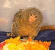 Este primate es llamado pigmeo por su minúsculo tamaño, de 12 a 15 centímetros aproximadamente. Foto: cortesía.