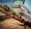 La iguana se convirtió en un animal manso, que no huía con la presencia de los humanos, producto de su permanencia en cuativerio por tanto tiempo. FOTO: CORTESÍA AMVA