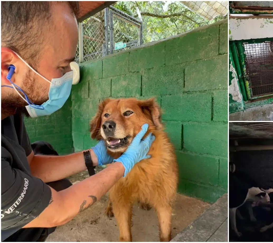 A la derecha algunas de las imágenes difundidas en redes sociales sobre una crisis en el Centro de Bienestar Animal La Perla. A la izquierda fotos difundidas por la Alcaldía de Medellín esta semana. FOTOS Cortesía
