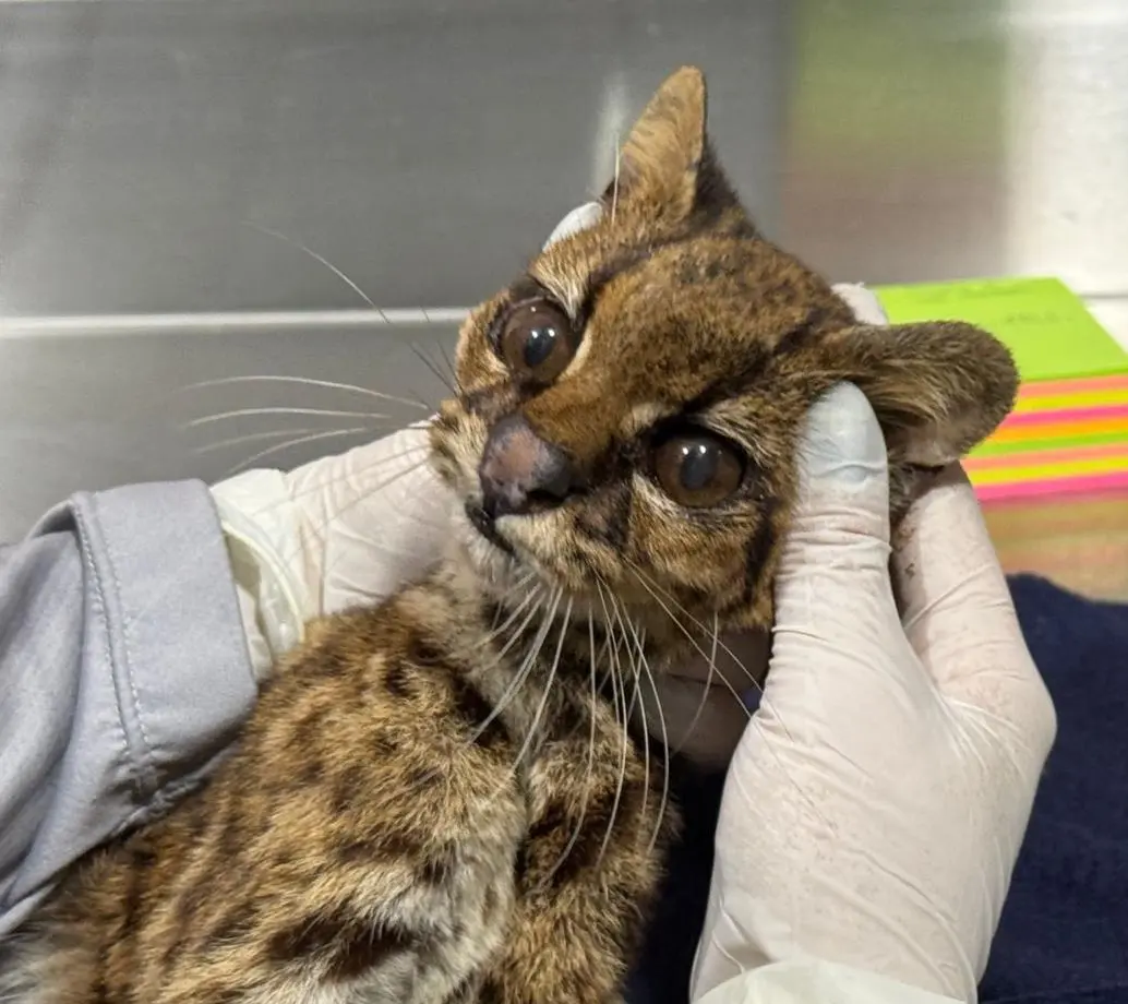 El tigrillo ya se encuentro bajo monitoreo por expertos del CAVR del Área Metropolitana del Valle de Aburrá. FOTO X Federico Gutiérrez.