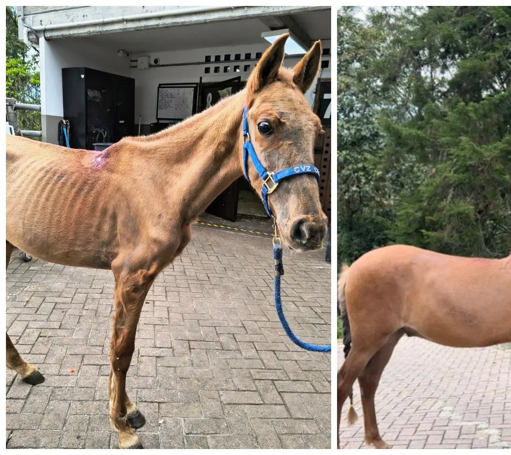 El antes y el ahora de Vencedor, el equino que fue hallado en una de las vías del municipio de Rionegro con graves afectaciones de salud. FOTO Cortesía Alcaldía de Rionegro. 
