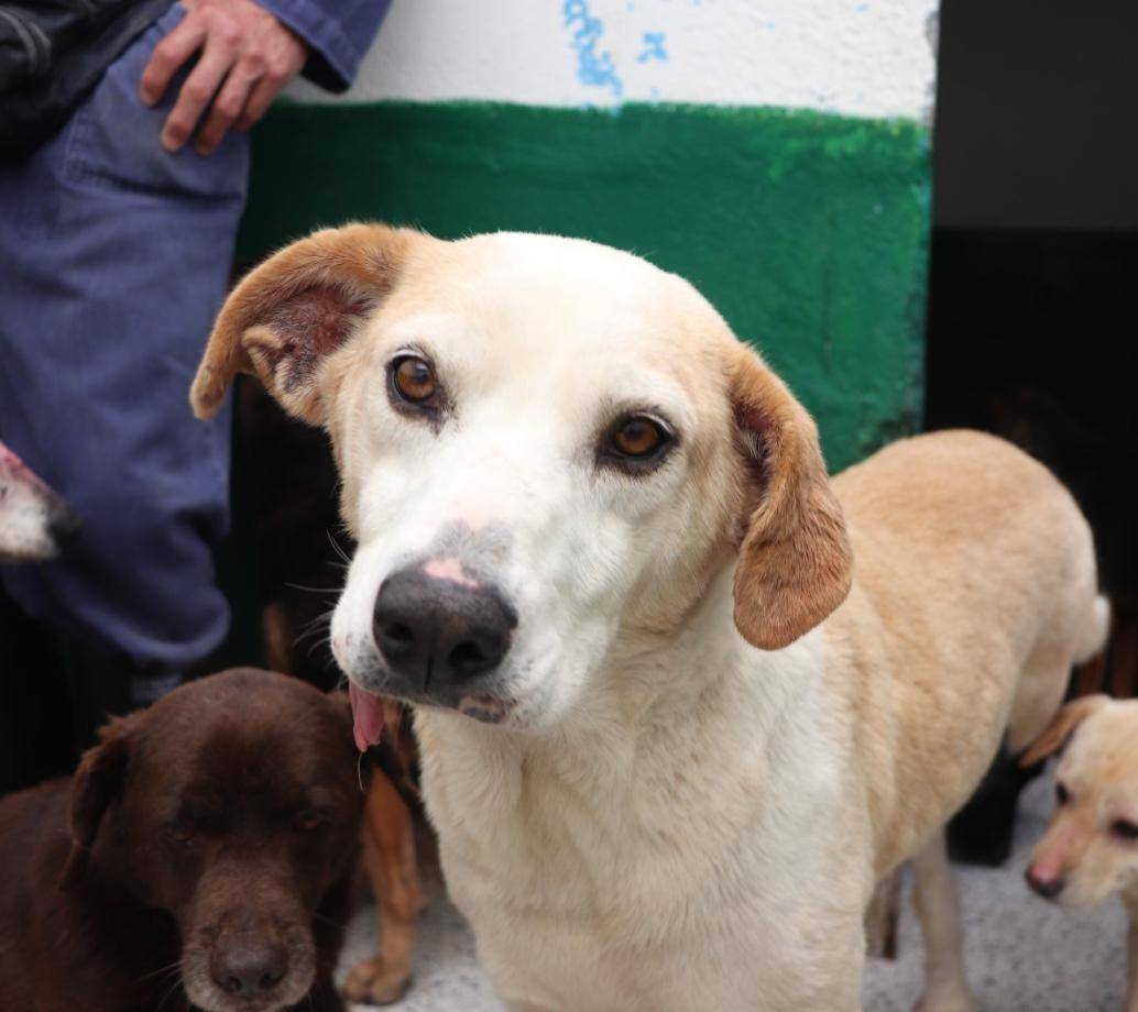 Aún más de 300 animales “viejitos” de La Perla siguen sin encontrar una familia. Foto: Alcaldía de Medellín. 