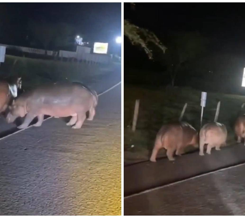 Así, en medio de la vía, fueron vistos 3 hipopótamos en la Medellín - Bogotá. Imagen tomada de redes sociales.