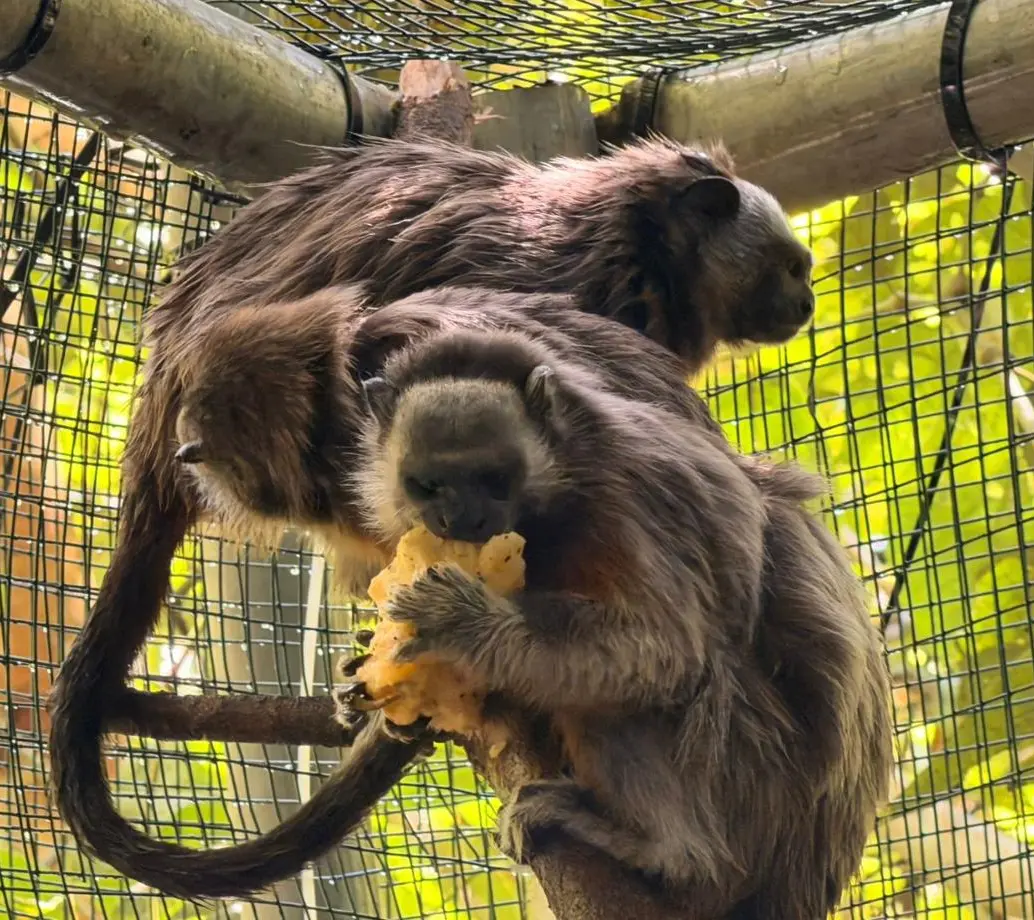 Dos de los monos tití liberados, tras un año de pasar por diferentes etapas de recuperación y readaptación. FOTO: Cortesía Área Metropolitana del Valle de Aburrá