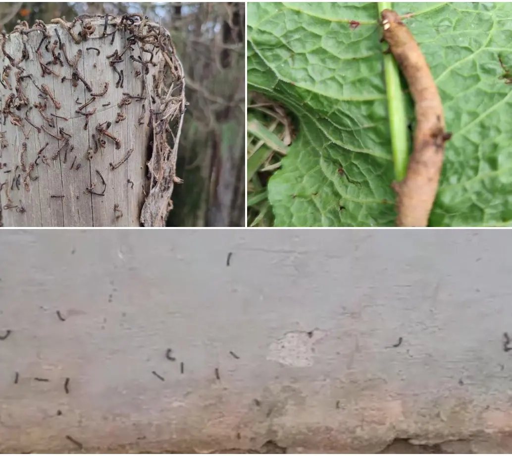 Así luce la invasión de gusanos, tanto en los cultivos de la zona como también en algunas viviendas. FOTO Cortesía.