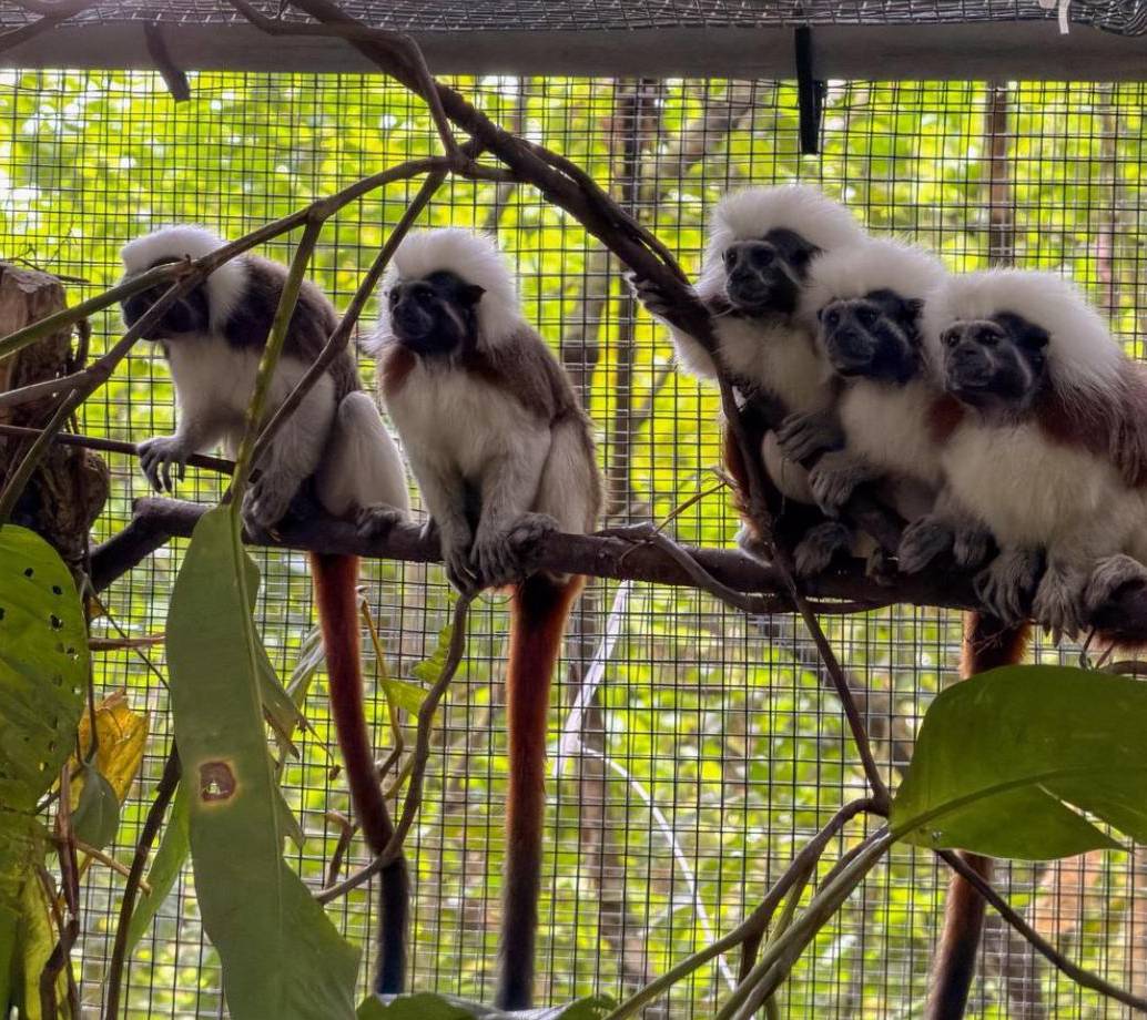 La familia de Titíes Cabeciblancos que fue liberada en la subregión del Urabá. FOTO Área Metropolitana.