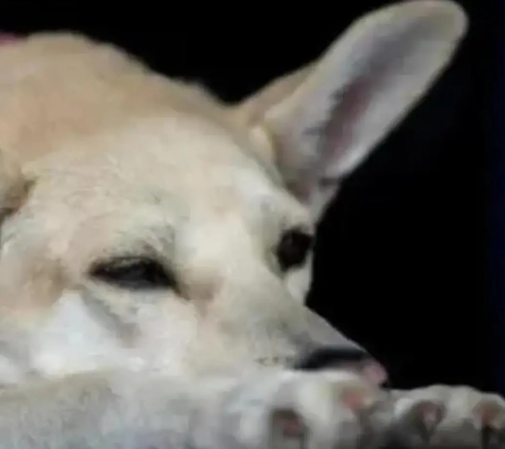 El perro, presuntamente, habría sido asesinado por ocasionar unos daños en una finca del sector. Imagen de referencia de ARCHIVO EL COLOMBIANO.