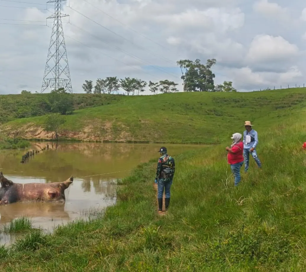 Así fue hallado el animal, en medio del lago y con las patas hacia arriba. FOTO: Cortesía Cornare