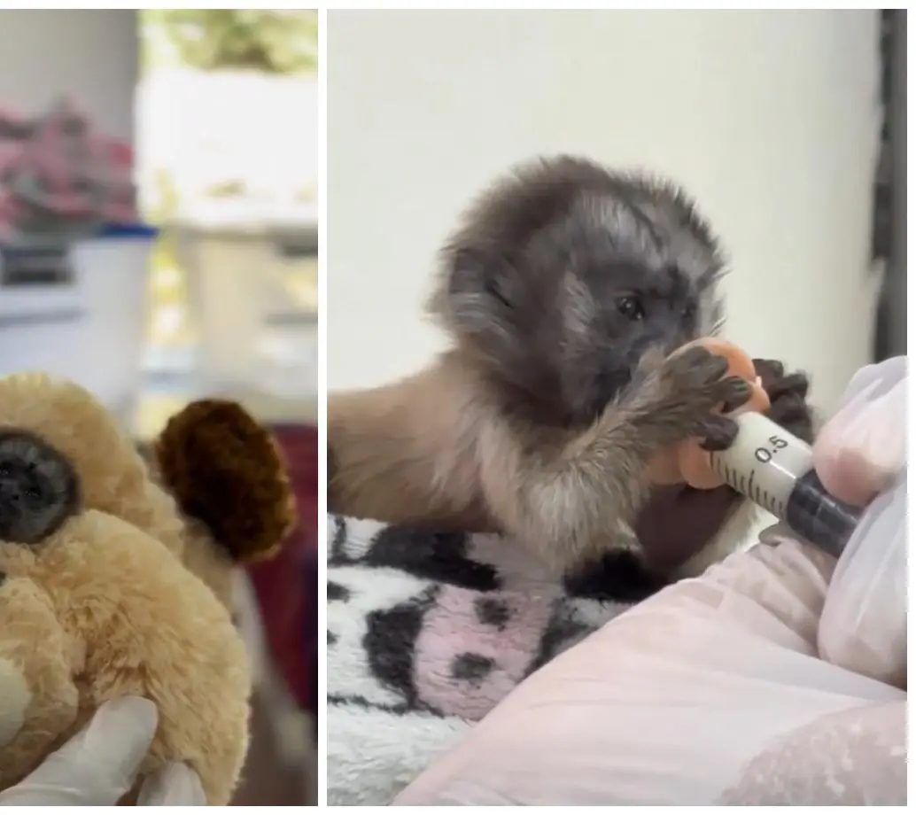 Así luce el tití gris bebé que fue rescatado en una carretera de un municipio al Oriente de Antioquia. FOTO Cornare.