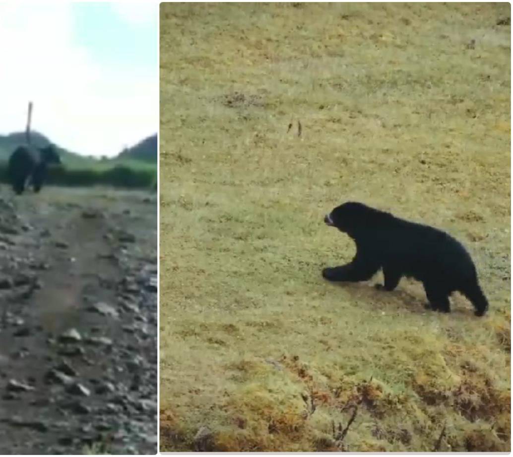 A la izquierda, reporte ciudadano investigado por las autoridades, a la derecha, Oso Andino captado por expertos en un páramo. FOTO: Cortesía Corantioquia