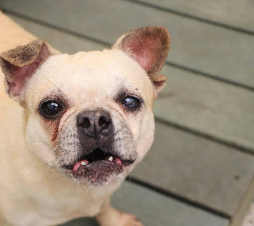 Uno de los 349 animales más longevos del Centro de bienestar animal La Perla a la espera del amor de una familia. FOTO Cortesía Alcaldía de Medellín. 