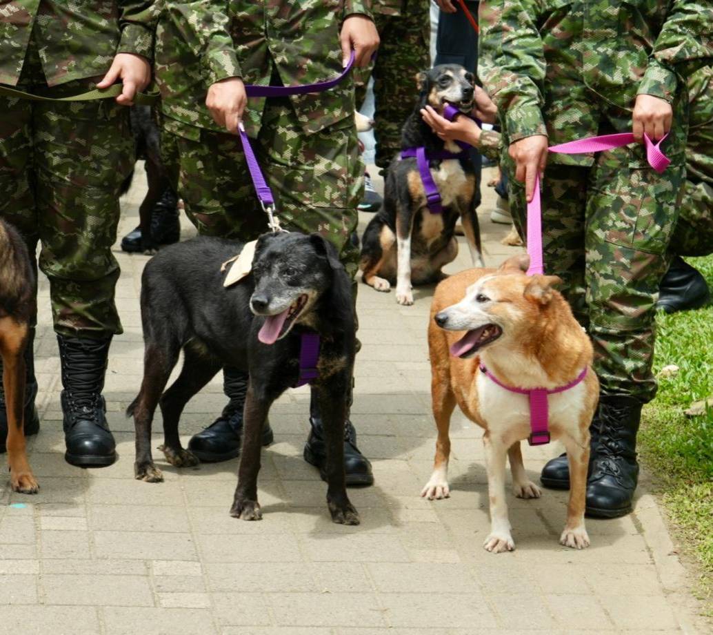 Tres perritos en medio de la primera Adoptatón de Medellín en la que se realizó una caminata por los alrededores del Museo de Arte Moderno. FOTO Alcaldía de Medellín.
