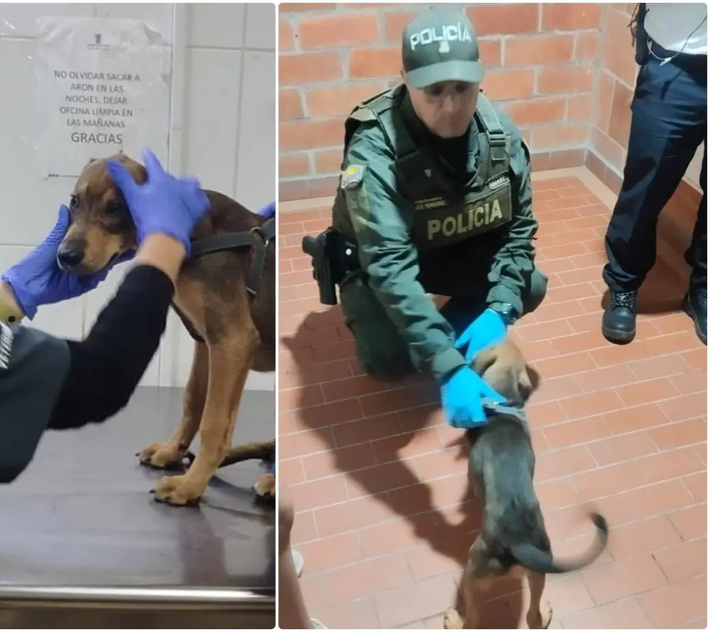 El perrito, de nombre Jack, fue puesto bajo custodia y valorado por personal veterinario. FOTO: Cortesía Policía