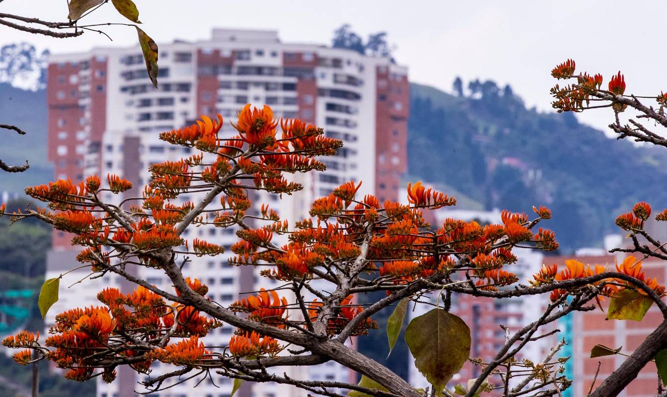 Estos árboles son especies nativas de nuestra flora y adornan no solo los sitios urbanos donde han sido sembrados, sino nuestros bosques, donde crecen silvestres. Foto: Jaime Pérez