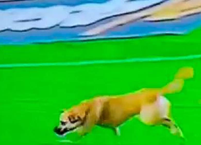 Este es el perro por el que Pasto deberá pagar una sanción económica. FOTO: CAPTURA DE PANTALLA