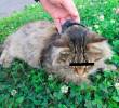 Este fue el gato con el que intentaron ingresar droga a una cárcel en Rusia. FOTO CORTESÍA