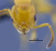 Investigadores colombianos descubrieron tres nuevas especies de hormigas —en la foto, una de ellas, la <i>Nesomyrmex konina— </i>en el bosque seco tropical, un ecosistema amenazado y poco estudiado. FOTOS cortesía Roberto José Guerrero