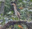 El vaco cabecinegro es una especie que se ve, más que todo, en Brasil, Argentina, Guyana y Costa Rica. FOTO: CORTESÍA ALCALDÍA DE MEDELLÍN