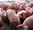 La carne de cerdo colombiana ya cuenta con luz verde para su ingreso a Filipinas. Entre enero y julio de este año, Colombia exportó US$583.159. FOTO EL COLOMBIANO