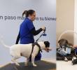 El centro integra espacios de fisioterapia, hidroterapia y atención clínica especializada para animales de compañía, ubicado en la Avenida Las Palmas. FOTOS cortesía Bivett
