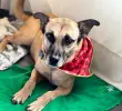Odie era toda una institución en La Perla. Nunca tuvo suerte en las jornadas de adopción, hasta que Daniela y Juan Guillermo lo conocieron. FOTO: CORTESÍA ALCALDÍA DE MEDELLÍN