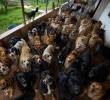 El sostenimiento de los 235 perros, cada día, cuesta cerca de 500 mil pesos. Para los 45 gatos son, cada semana, 134 mil pesos. El traslado tiene un valor estimado en 350 millones de pesos.