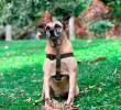 Odie fue rescatado desorientado en la vías del metro y se ha convertido en uno de los más carismáticos y tranquilos habitantes de La Perla. FOTO: CORTESÍA