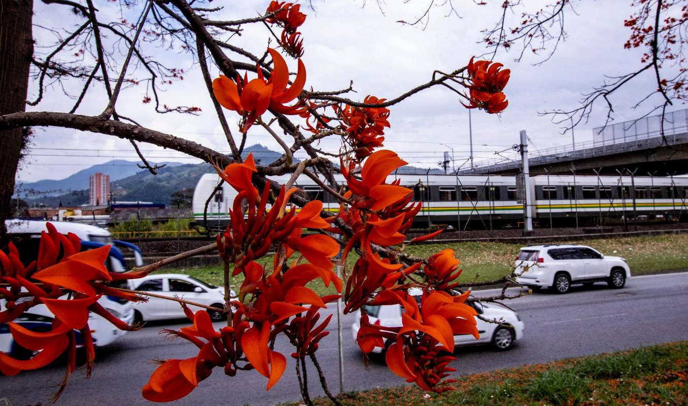 Este árbol alcanza en promedio una extensión que va entre los 10 y 30 metros de alto. Foto: Jaime Pérez