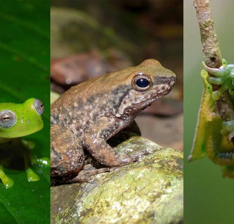 Dos especies de rana fueron registradas por primera vez en el departamento del Huila y una tercera amplió su distribución al municipio de Neiva. FOTO cortesía