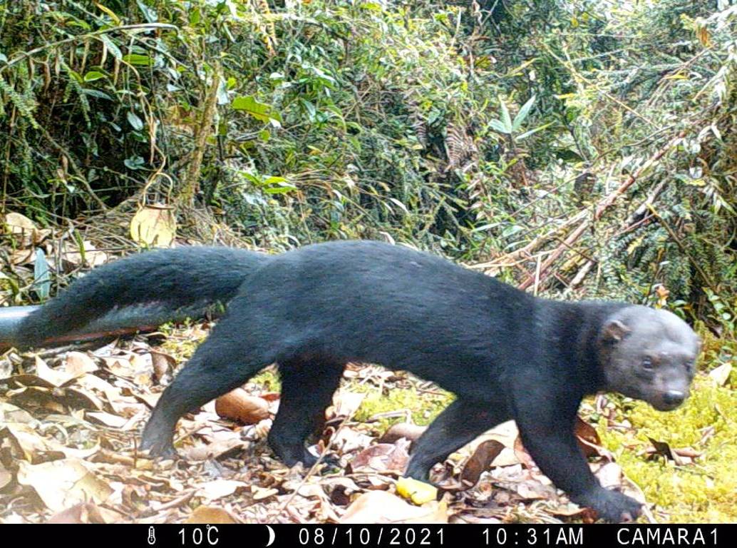 El perro zorro es una de las especies que más se deja fotografear, con 104 avistamientos en los últimos años. FOTO: CORTESÍA ALCALDÍA