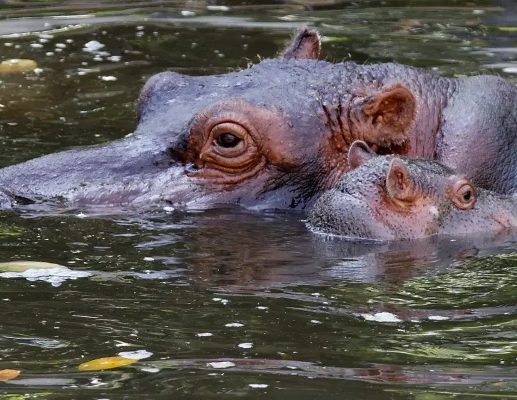 Hipopótamos del Magdalena Medio. Foto: EL COLOMBIANO