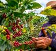 Los cafeteros de Antioquia se quejan de que están trabajando a pérdida. FOTO: Archivo EL COLOMBIANO