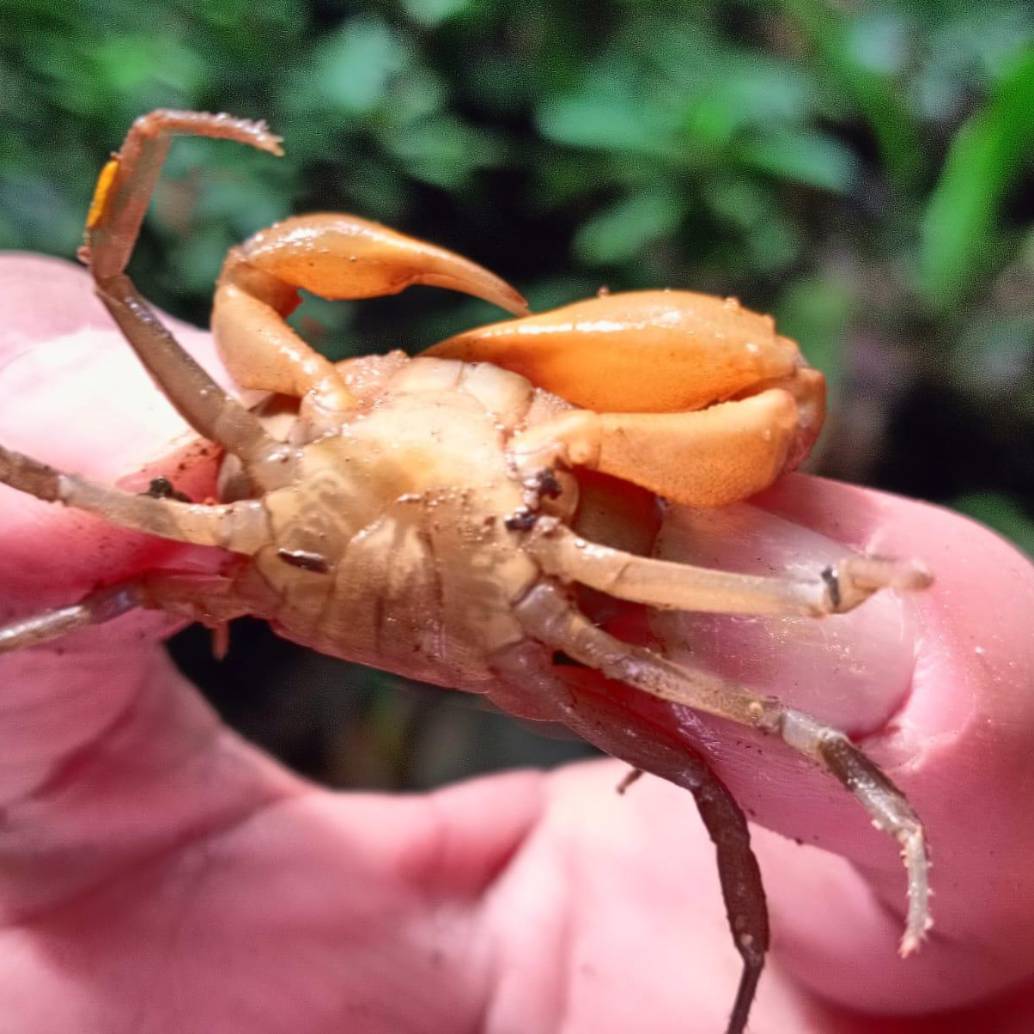 Este cangrejo puede tener caparazones acorazonados que pueden medir entre 2,5 y 10 centímetros. FOTO: Cortesía Corantioquia