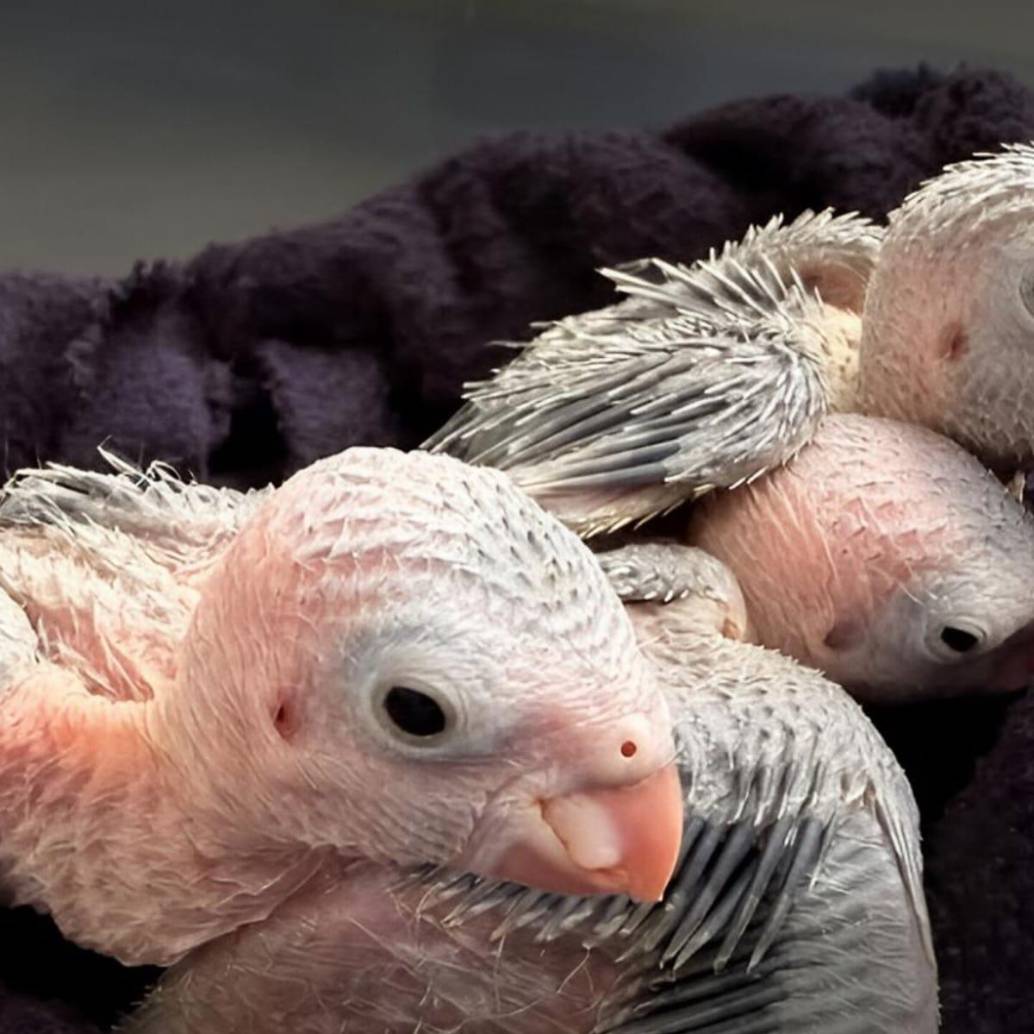 Así se ven los polluelos de aves silvestres durante esta temporada reproductiva. FOTO cortesía Área Metropolitana