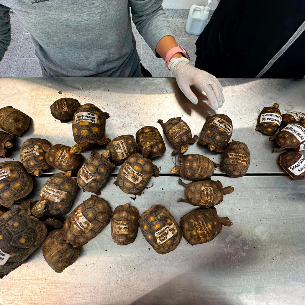 Esta especie es en su mayoría herbívora y cumple un papel determinante como dispersor de semillas. FOTO: AMVA