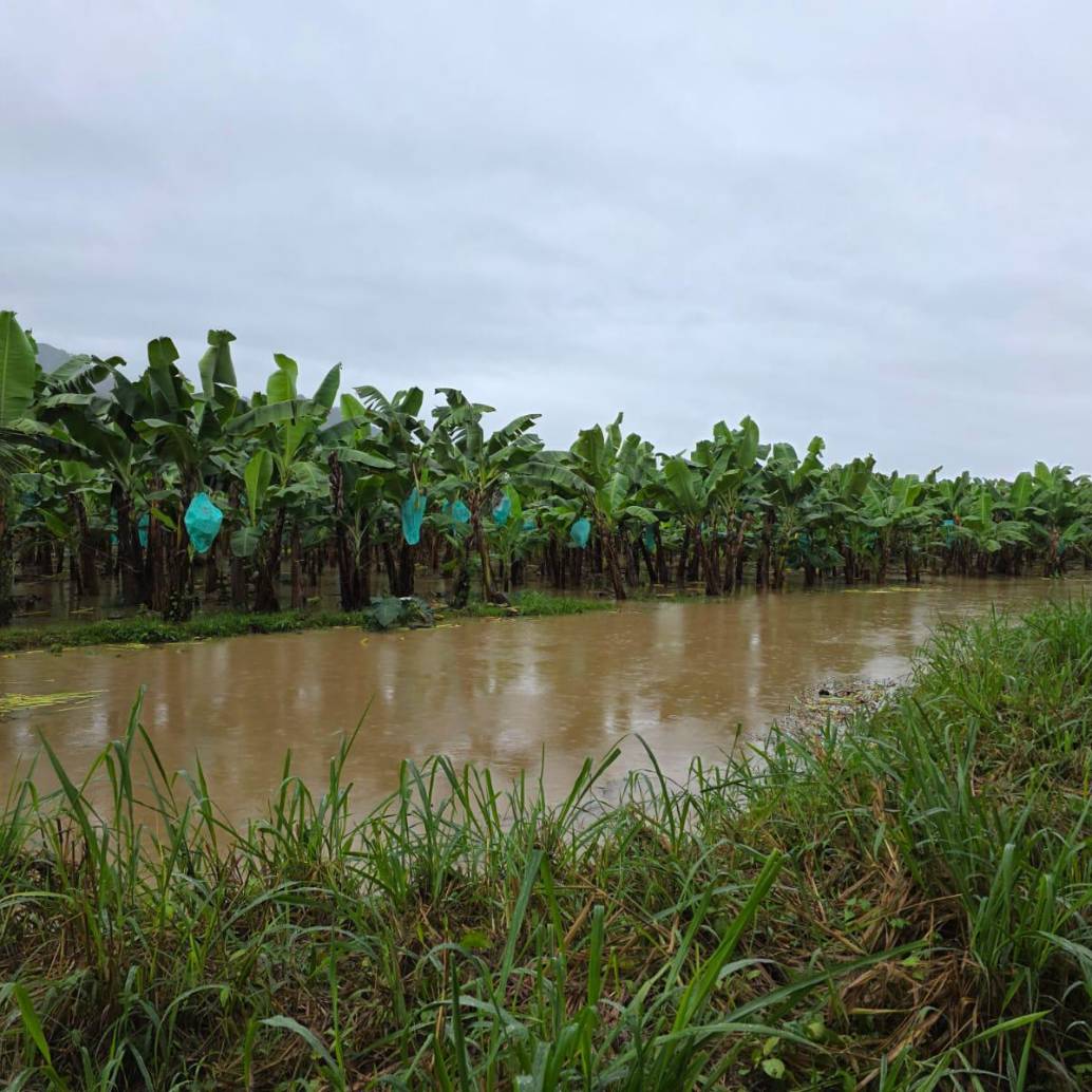 Según Asbama, este impacto pone en riesgo la competitividad del banano colombiano en mercados internacionales y compromete la estabilidad financiera de los productores locales. Foto: Cortesía