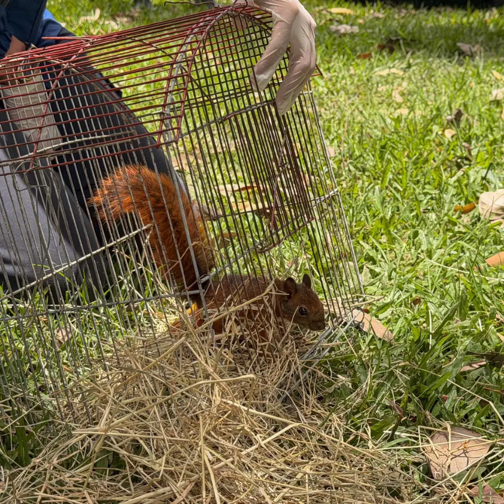 Ardillas y zarigüeyas son algunos de los mamíferos que fueron liberados en la Reserva Natural del Club Campestre El Rodeo. FOTO: Área Metropolitana del Valle de Aburrá