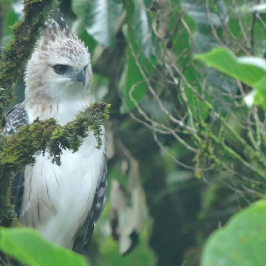 Dos ejemplares juveniles de águila crestada fueron fotografiados en vuelo sobre los bosques del sur del Valle de Aburrá, un registro inédito para Medellín. FOTO cortesía Alcaldía de Medellín