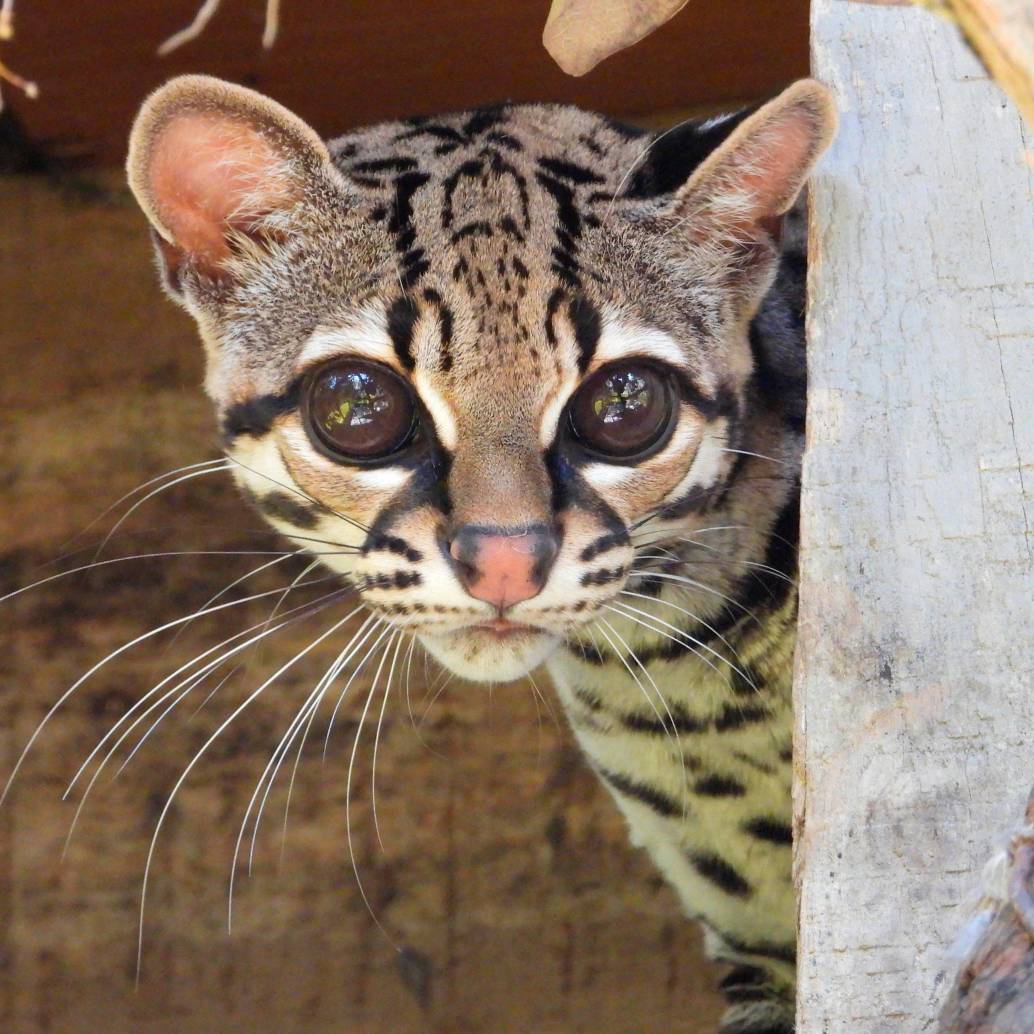 El margay (en la foto está el recuperado en Bello) es uno de los felinos más arborícolas de América: su anatomía le permite cazar y desplazarse casi por completo en las copas de los árboles, donde cumple un rol clave en el control de presas. FOTO cortesía Área Metropolitana del Valle de Aburrá