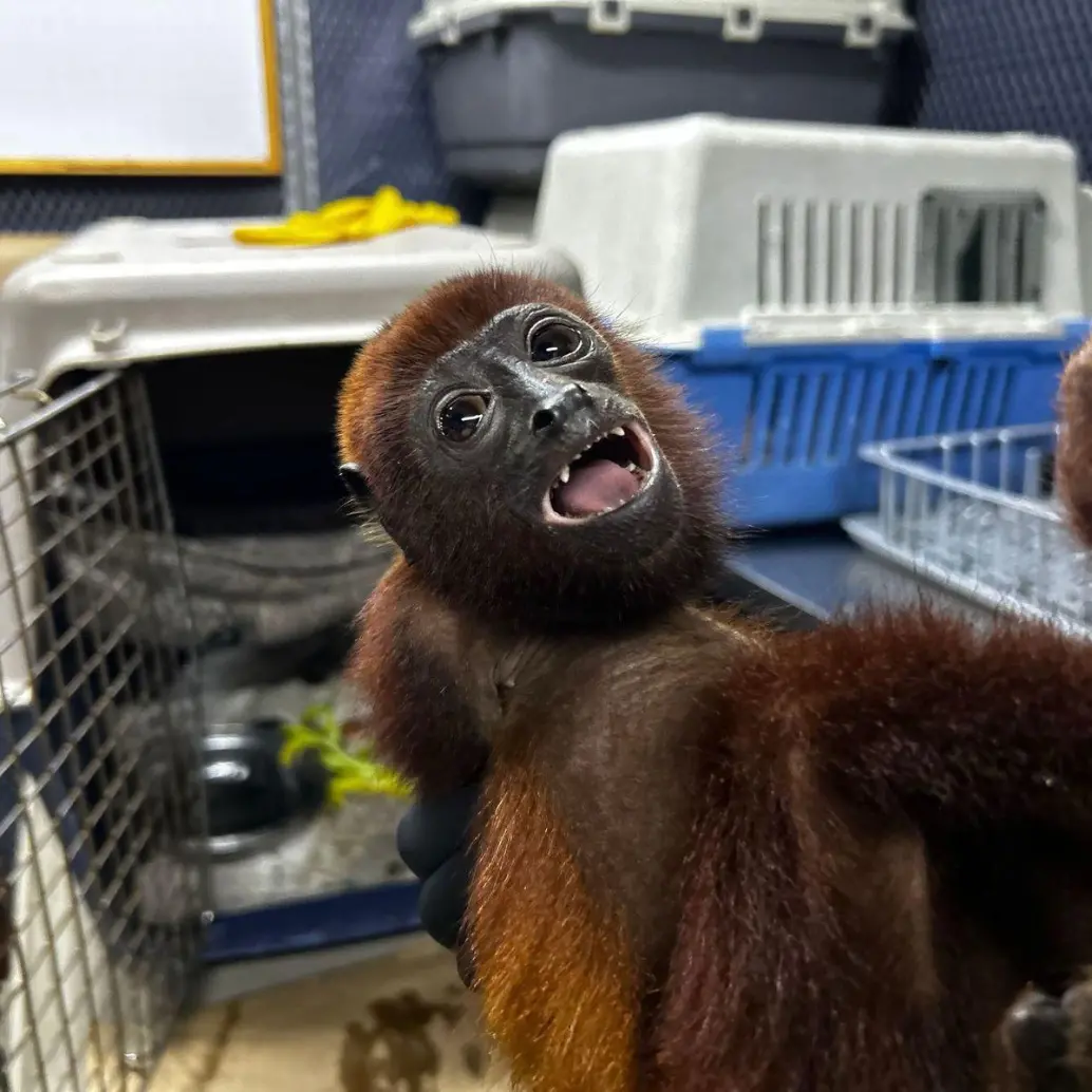 El mono aullador fue atendido por veterinarios de Corantioquia pero sus heridas se agravaron hasta provocarle la muerte. FOTO: Corantioquia