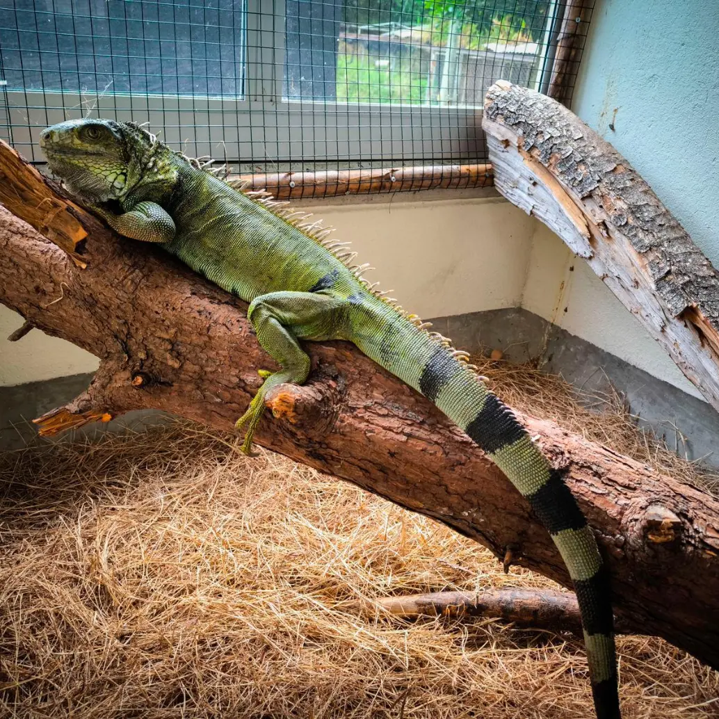 La iguana se convirtió en un animal manso, que no huía con la presencia de los humanos, producto de su permanencia en cuativerio por tanto tiempo. FOTO: CORTESÍA AMVA