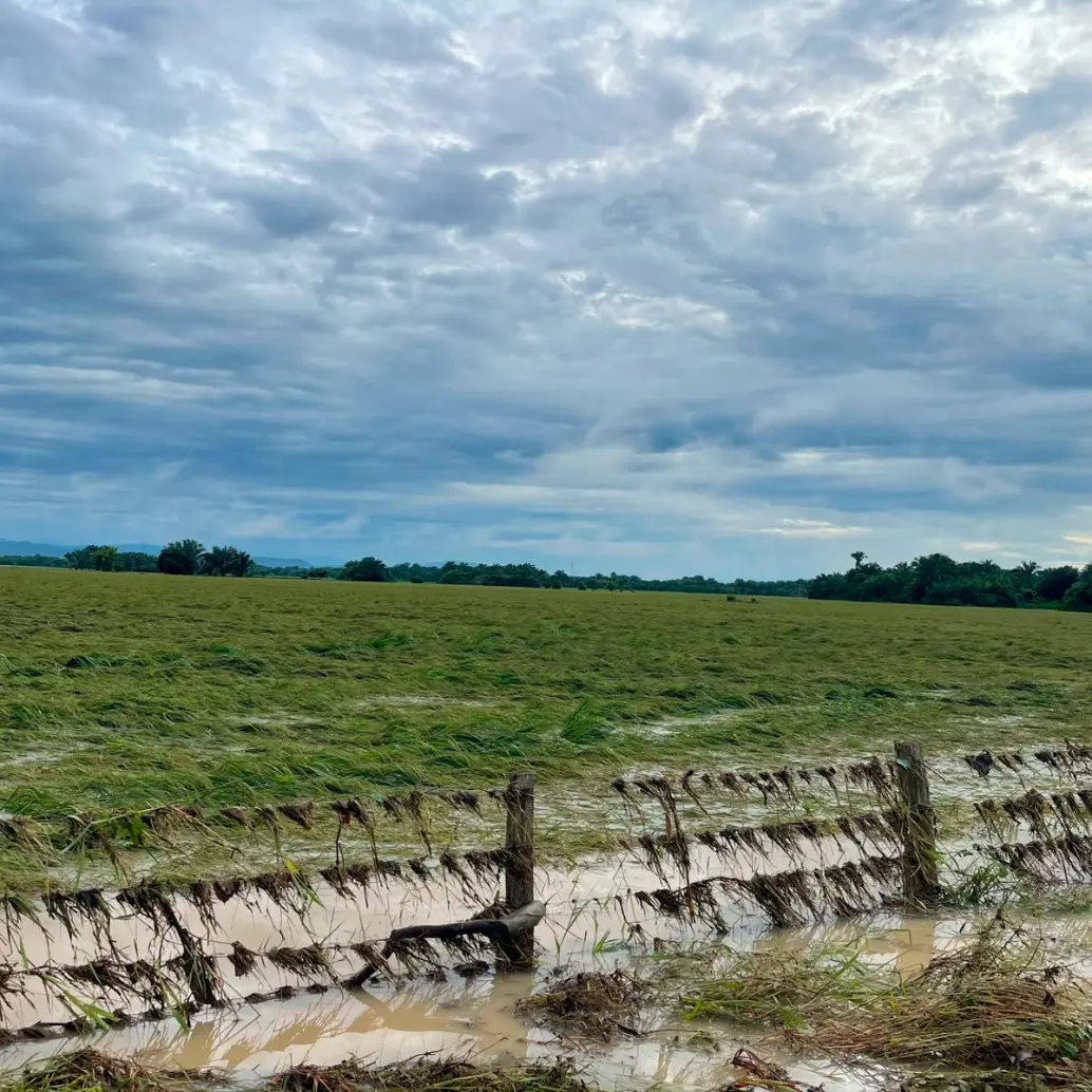 Las inundaciones afectaron cultivos de arroz, vías terciarias, jarillones y fincas en Casanare y Arauca, según Fedearroz. FOTO: CORTESÍA