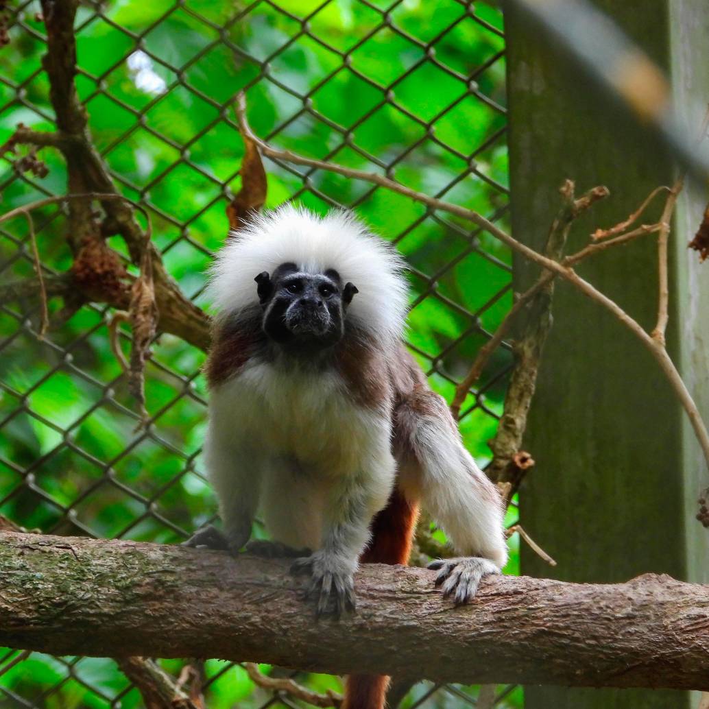 Tití cabeciblanco, primate endémico del Caribe colombiano en proceso de rehabilitación en el CAVR del Valle de Aburrá. FOTO cortesía Área Metropolitana